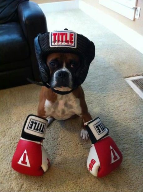 My friend said that Jack is a dangerous, wild Boxer who lives alone and likes to take to the streets. So, I met Jack yesterday...