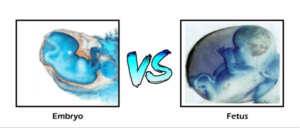 embryo has more growth potential but fetus has higher base dps and dot