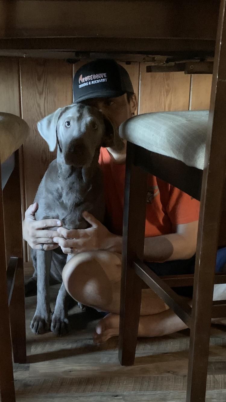 Sat under the table as a joke. Pup thought I was in trouble and came to comfort me.