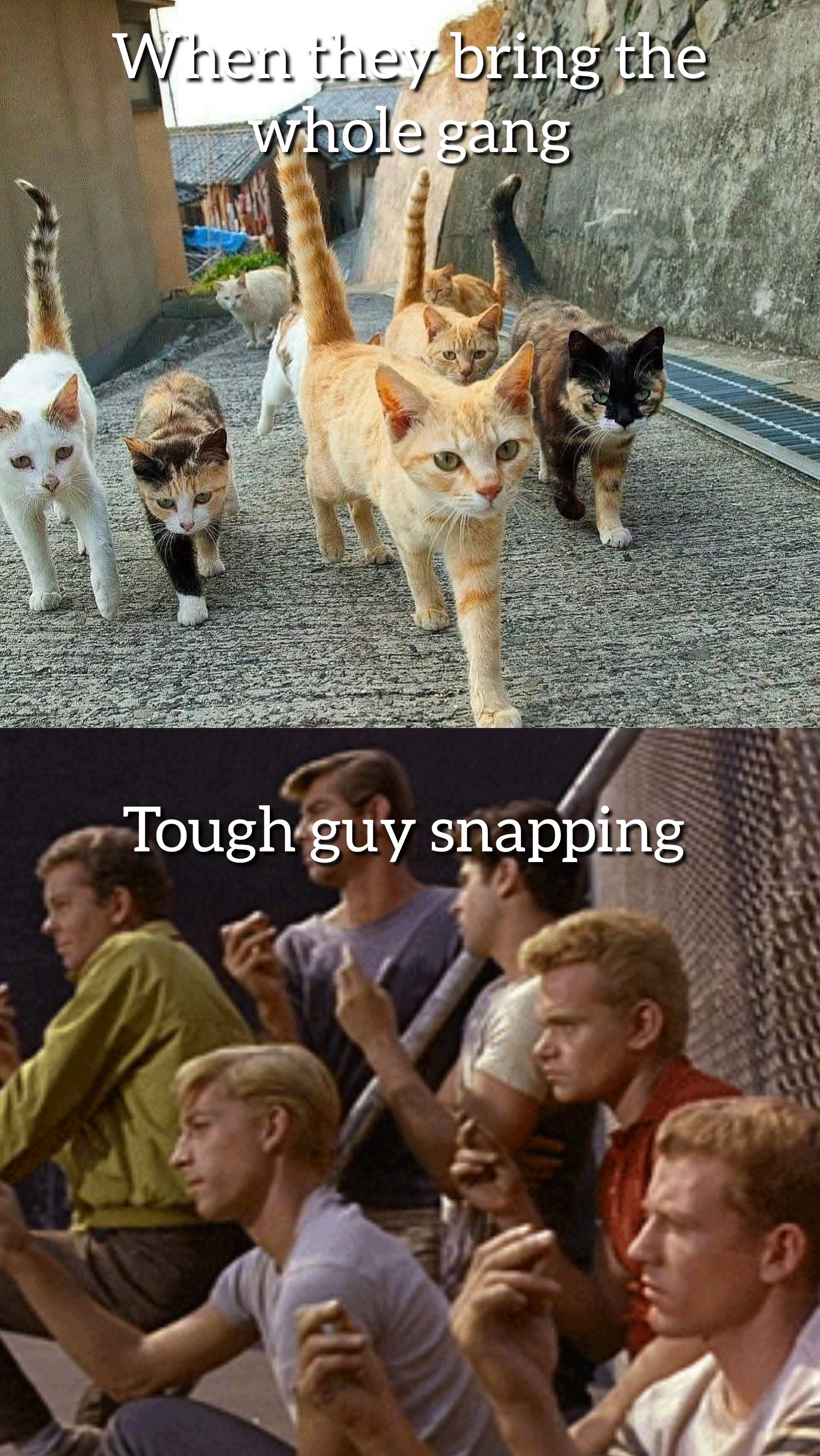 Walking home with a bag of cat snacks