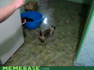 Spideycat, Spideycat, does whatever a Spideycat wants.