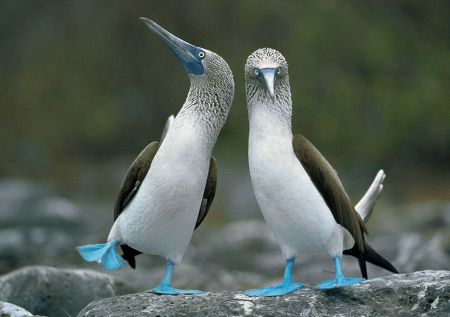 Bᴏᴏbies