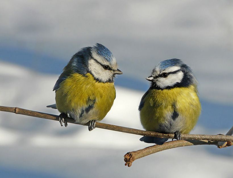 Tits