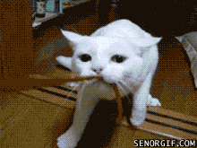 My Cat Is So Strong