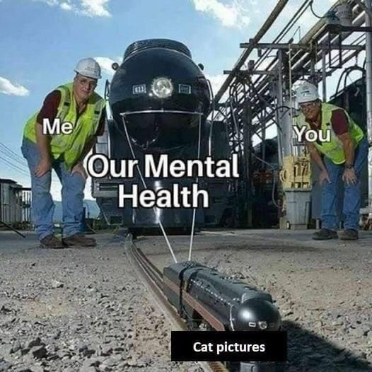 not enough cats up in this ***
