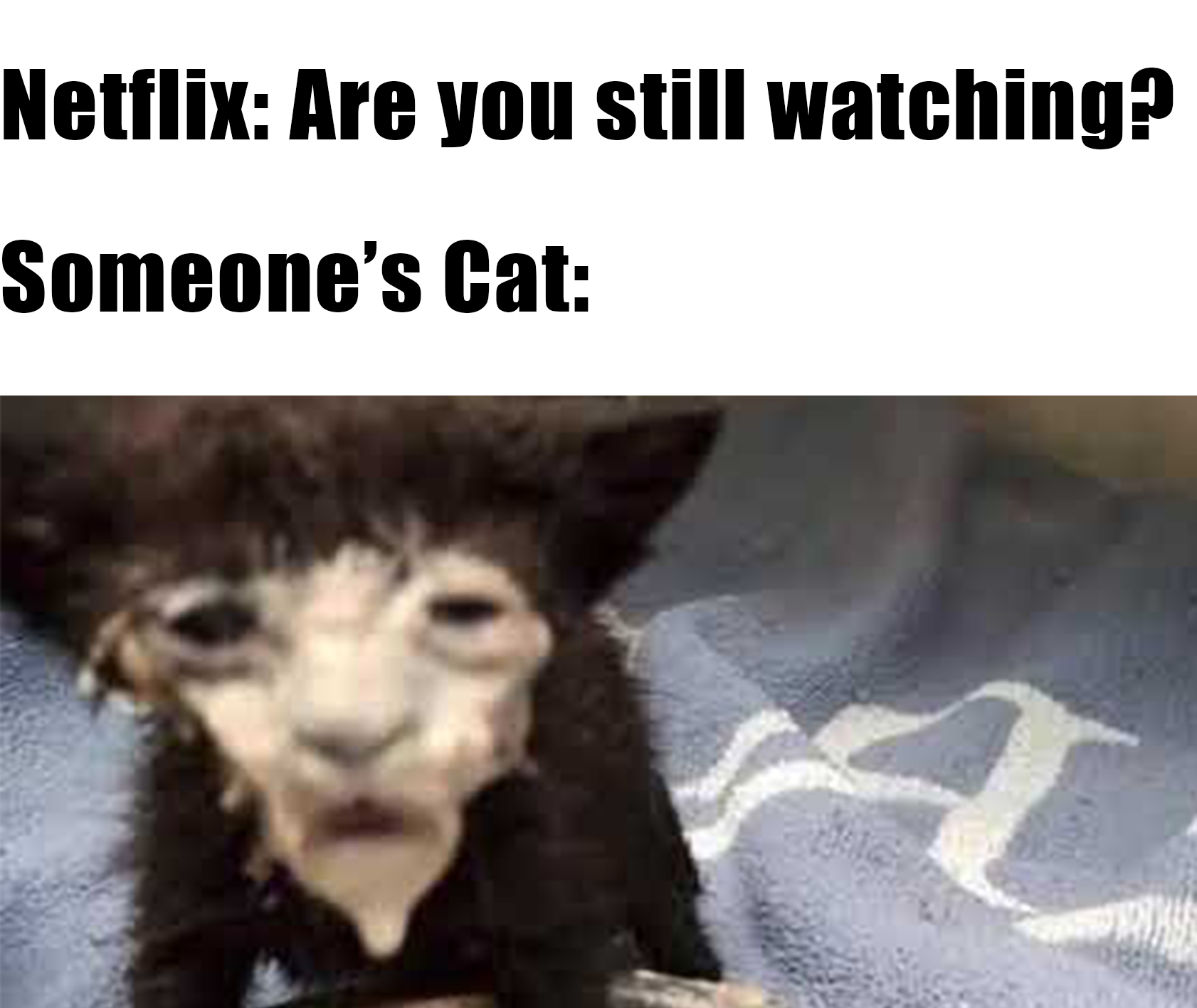 poor cat