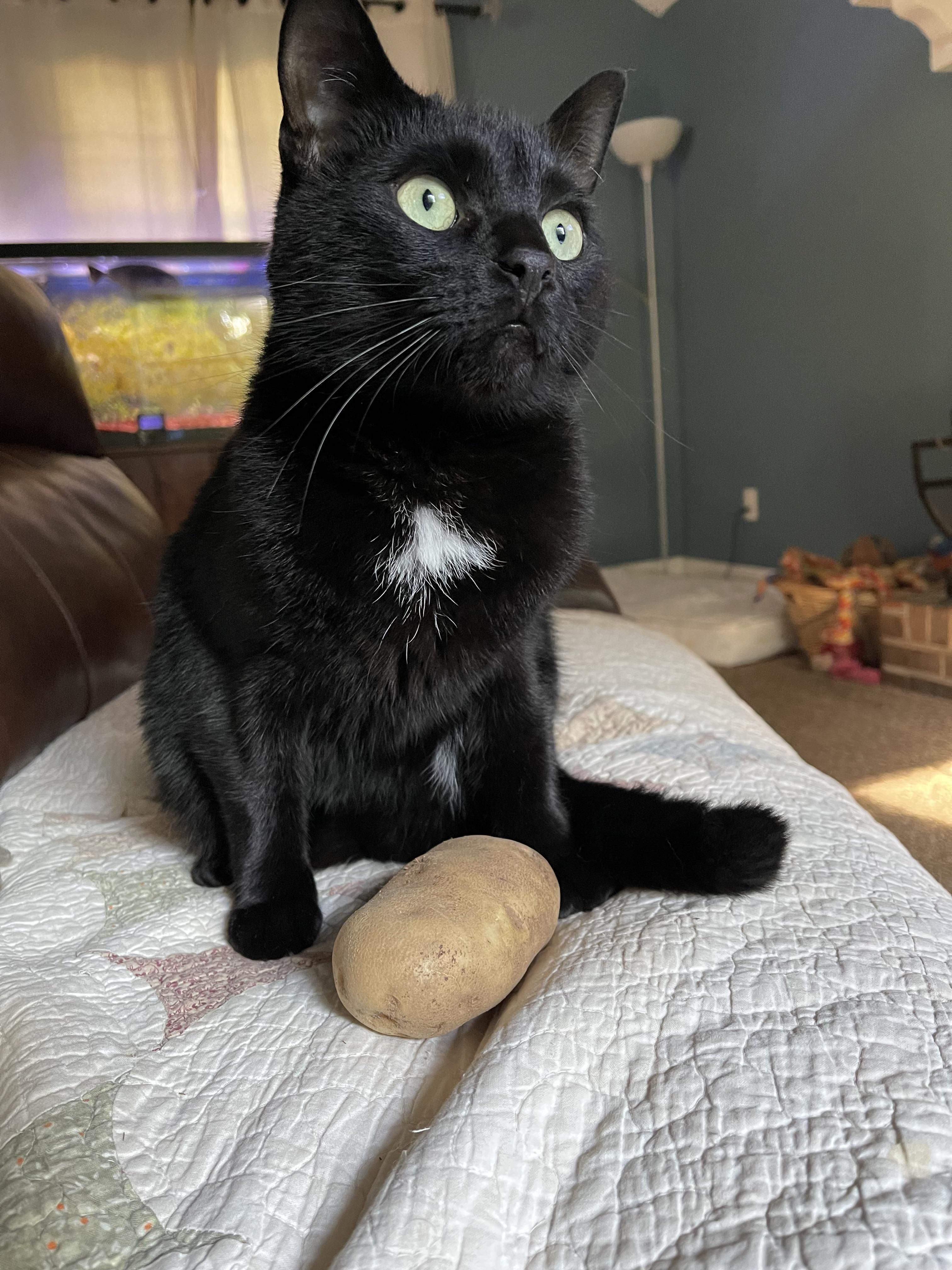My cat brought me a potato. That’s so nice, not only did he bring me food he brought my cultures most revered food item: the potato. I can eat it today or drink it next week!