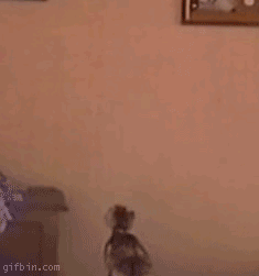 Spider Cat.