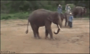 Awesome elephant being awesome