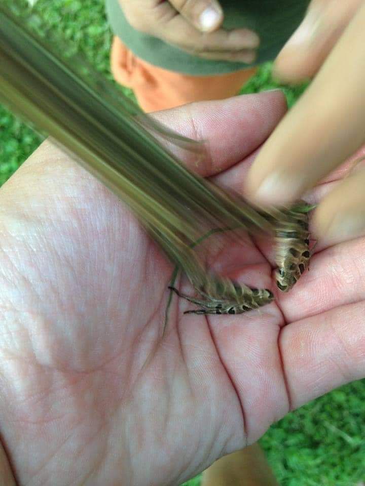 First picture taken, of a frog right before it enters hyperspace.