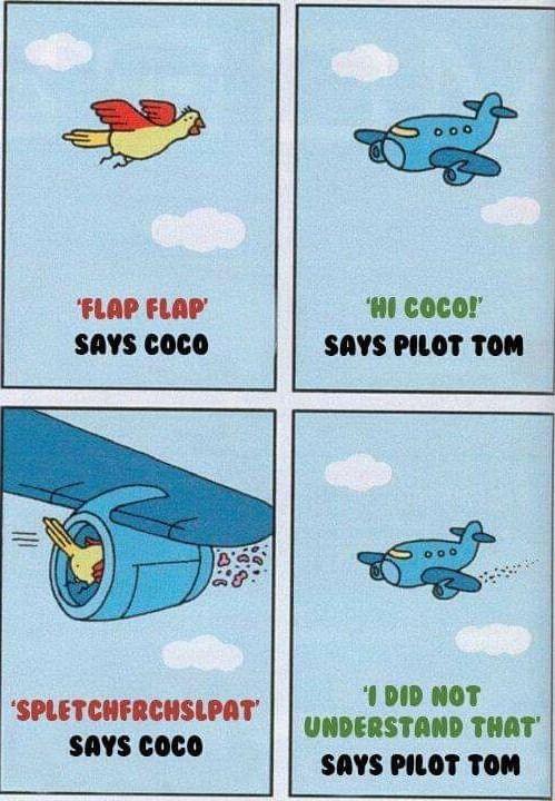 spletchfrchslpat
