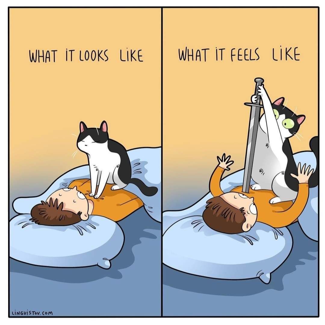 Cat owner can relate