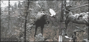 I hope that moose got him