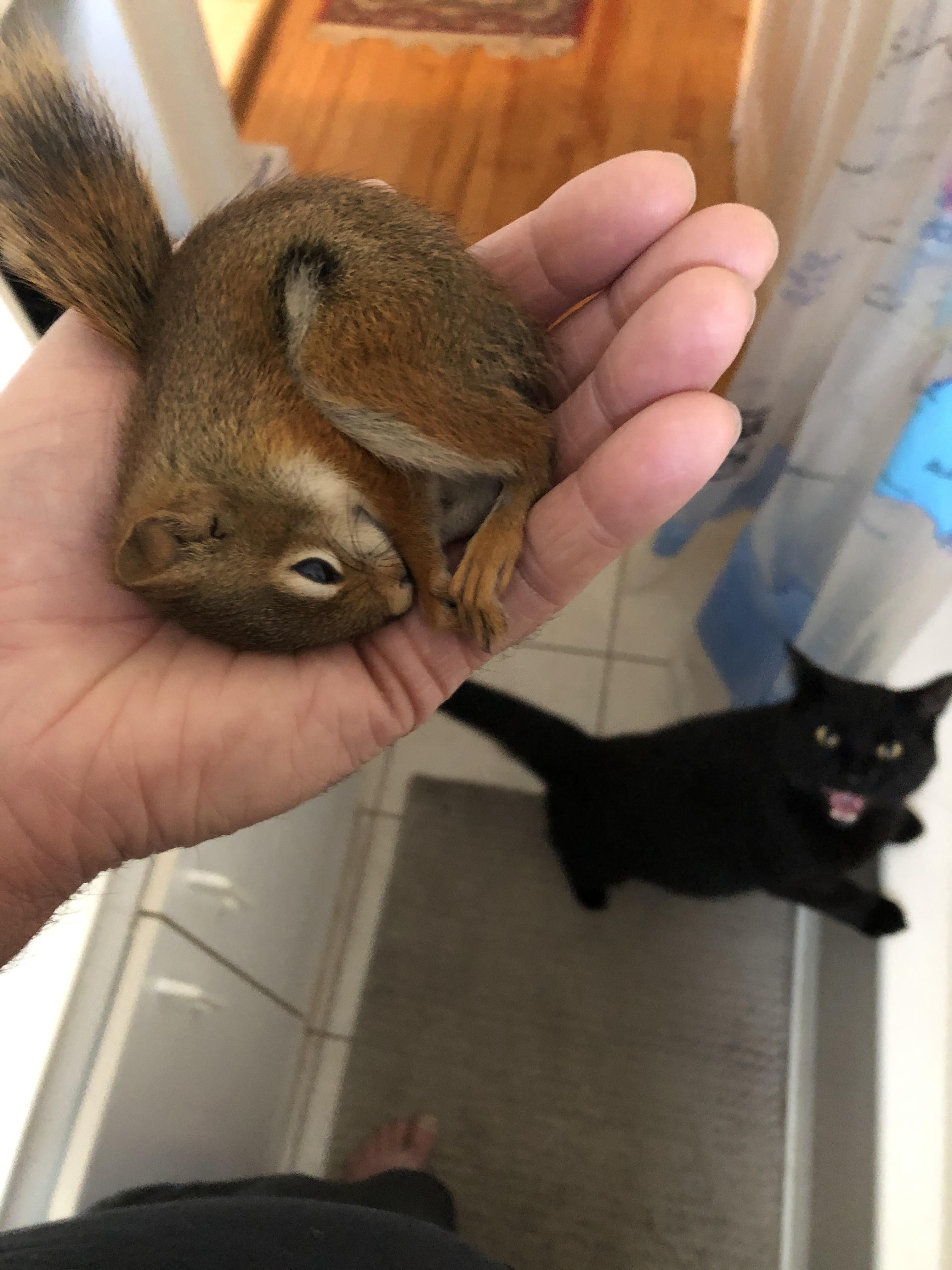 I saved this little squirrel but my cat wasn’t very pleased…