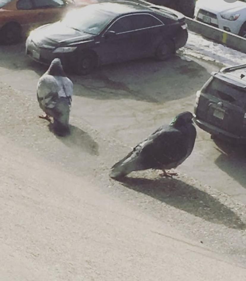 Giant pigeons or tiny cars ?