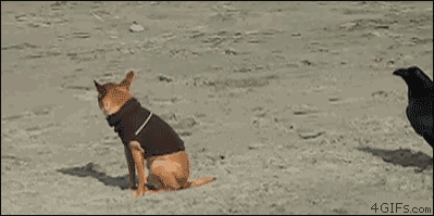 Dog scared as f*ck, running on 2 legs and sh*t