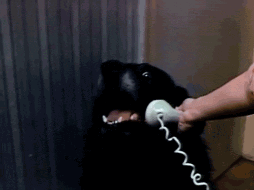 Dog hates you!
