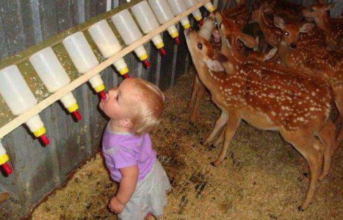 Oh deer, she looks hungry