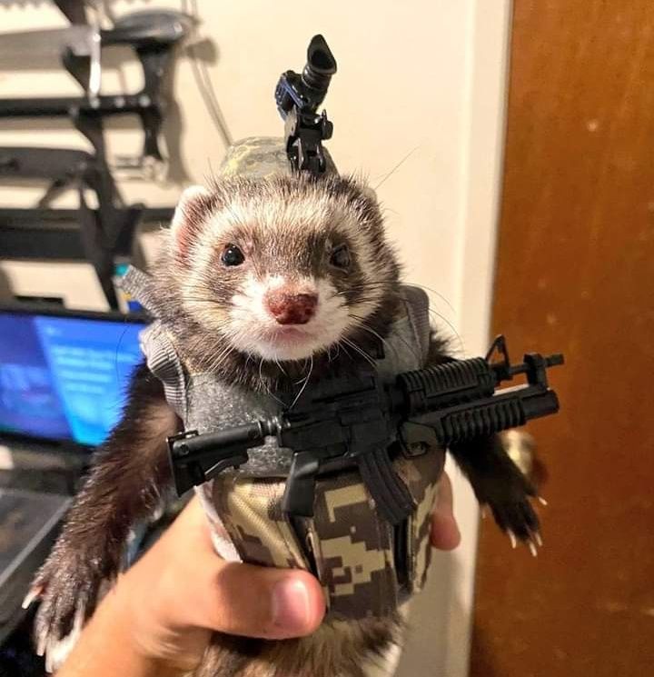 Here, have a tactical ferret