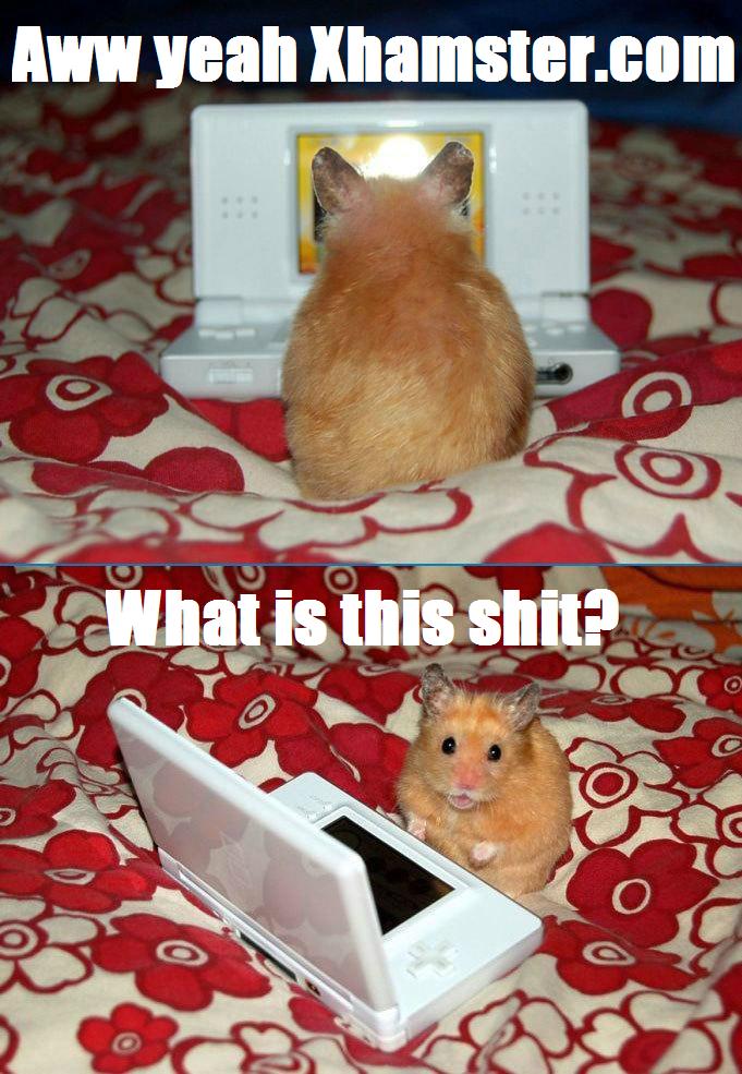 What, there are no hamsters on this website? That's odd.