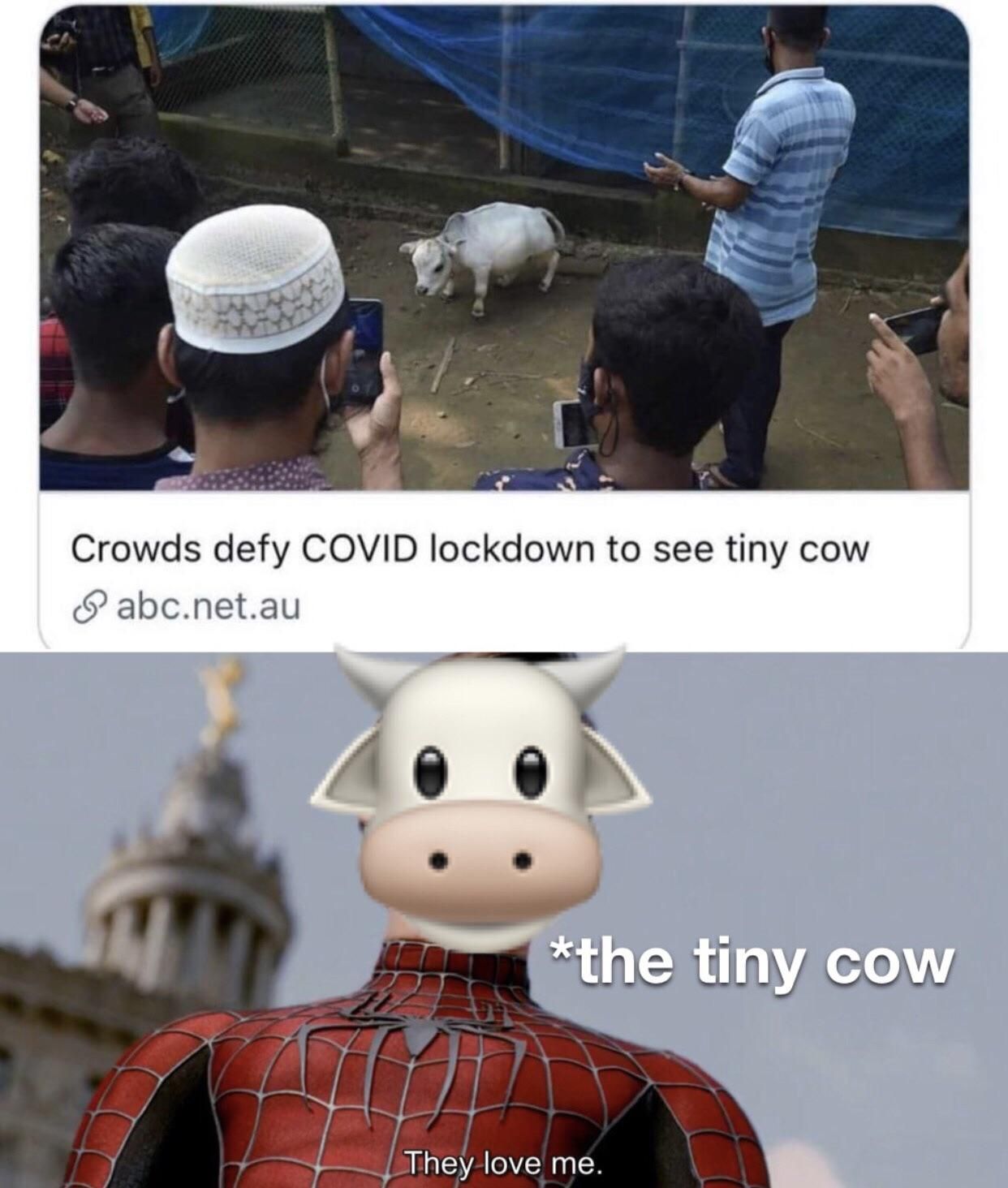 All hail the tiny cow