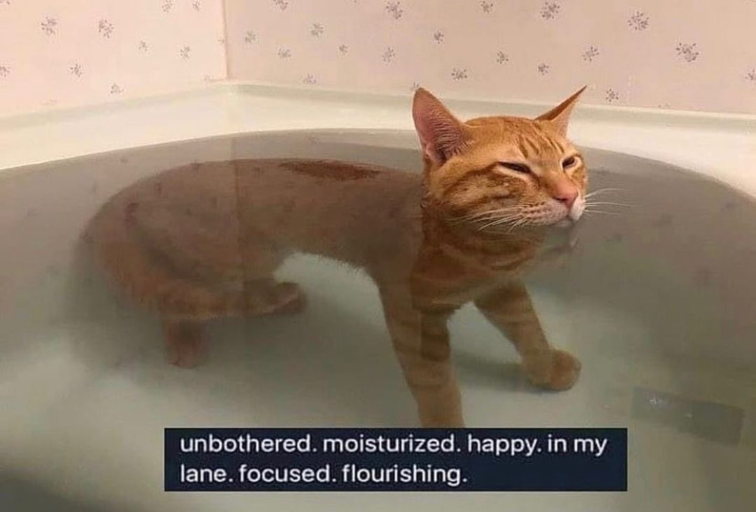 water catto