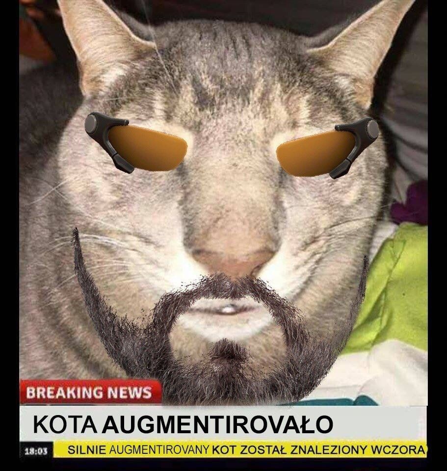 kot