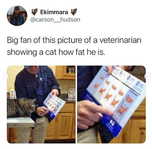 Cat Fat, Fat Cat