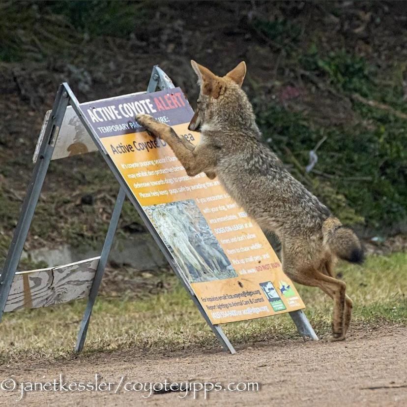 Coyote realizing it’s famous