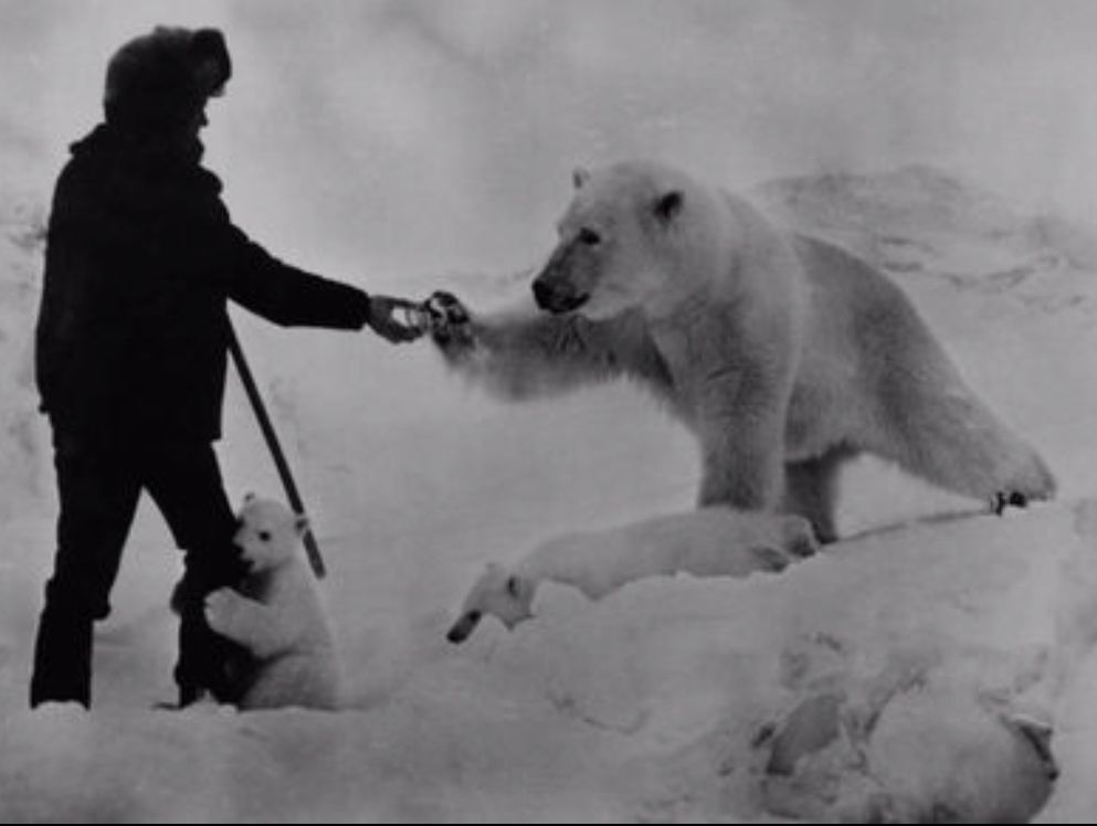 Man gives coca cola to a polar bear to bring peace to the world