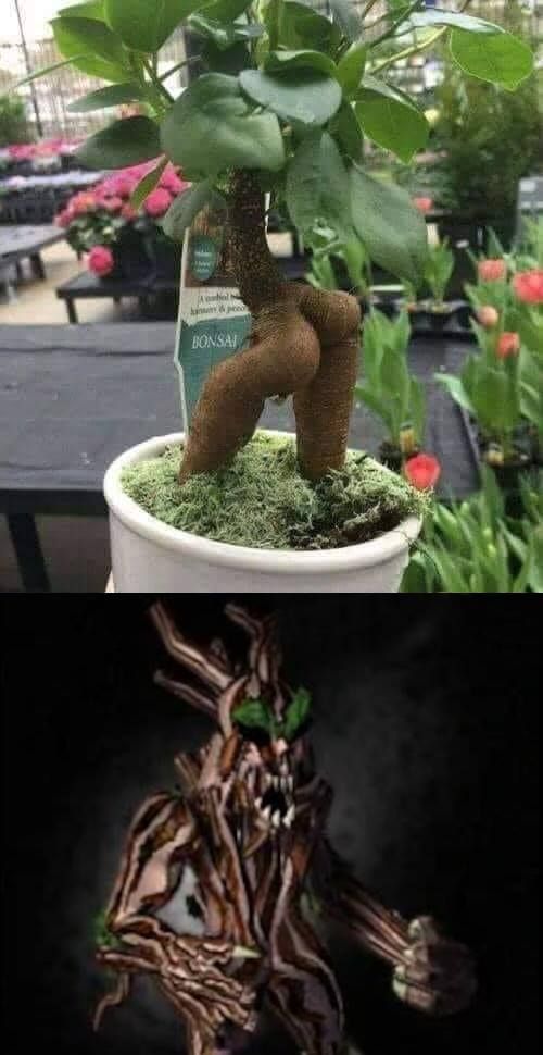 Groot