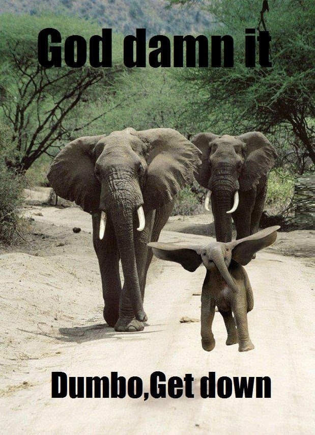 Dumbo the flying elephant!