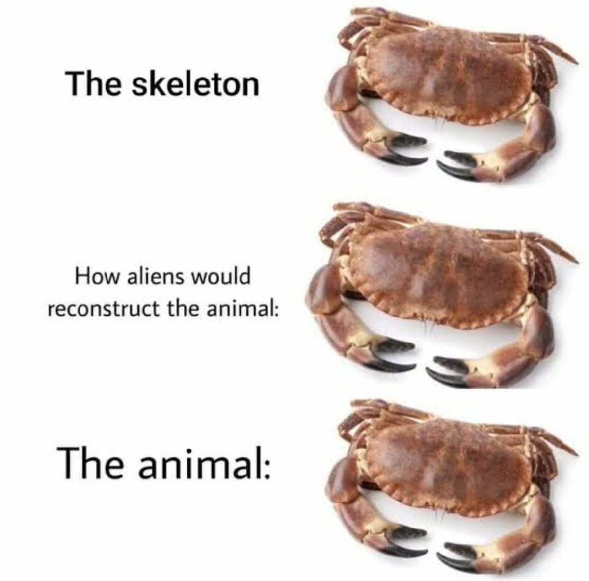 Exoskeleton gang