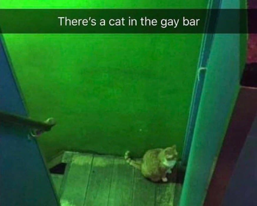 more like there's a gay in the cat bar