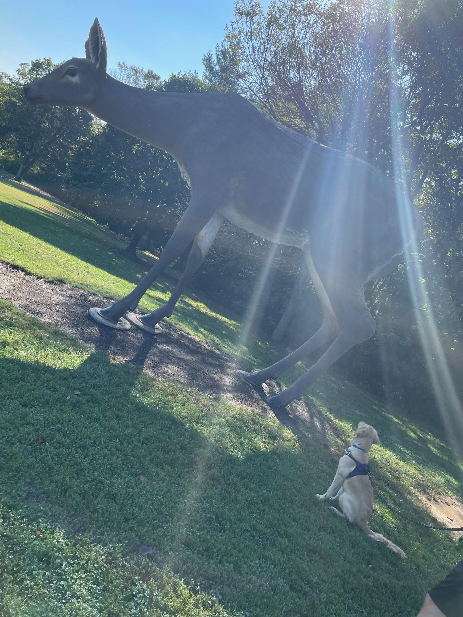 Enjoy this photo of my dog’s mind in the process of being blown at the sculpture park.