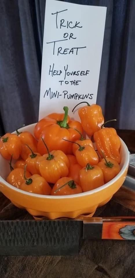Free edible mini pumpkins!