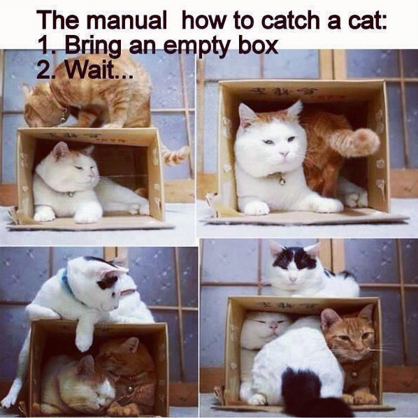 Cat catcher 101