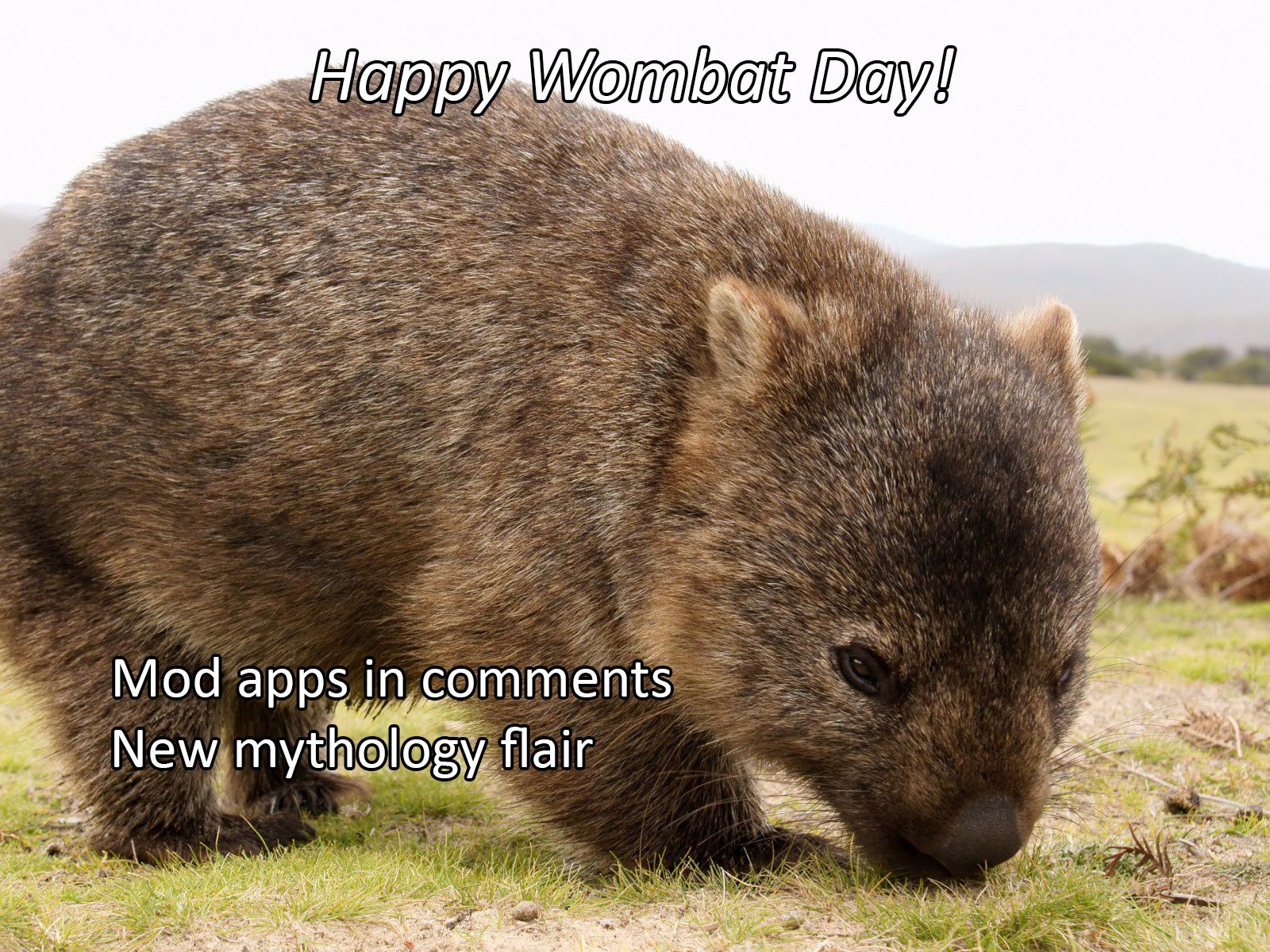 Wombat Day :) - Mod app and new post flair