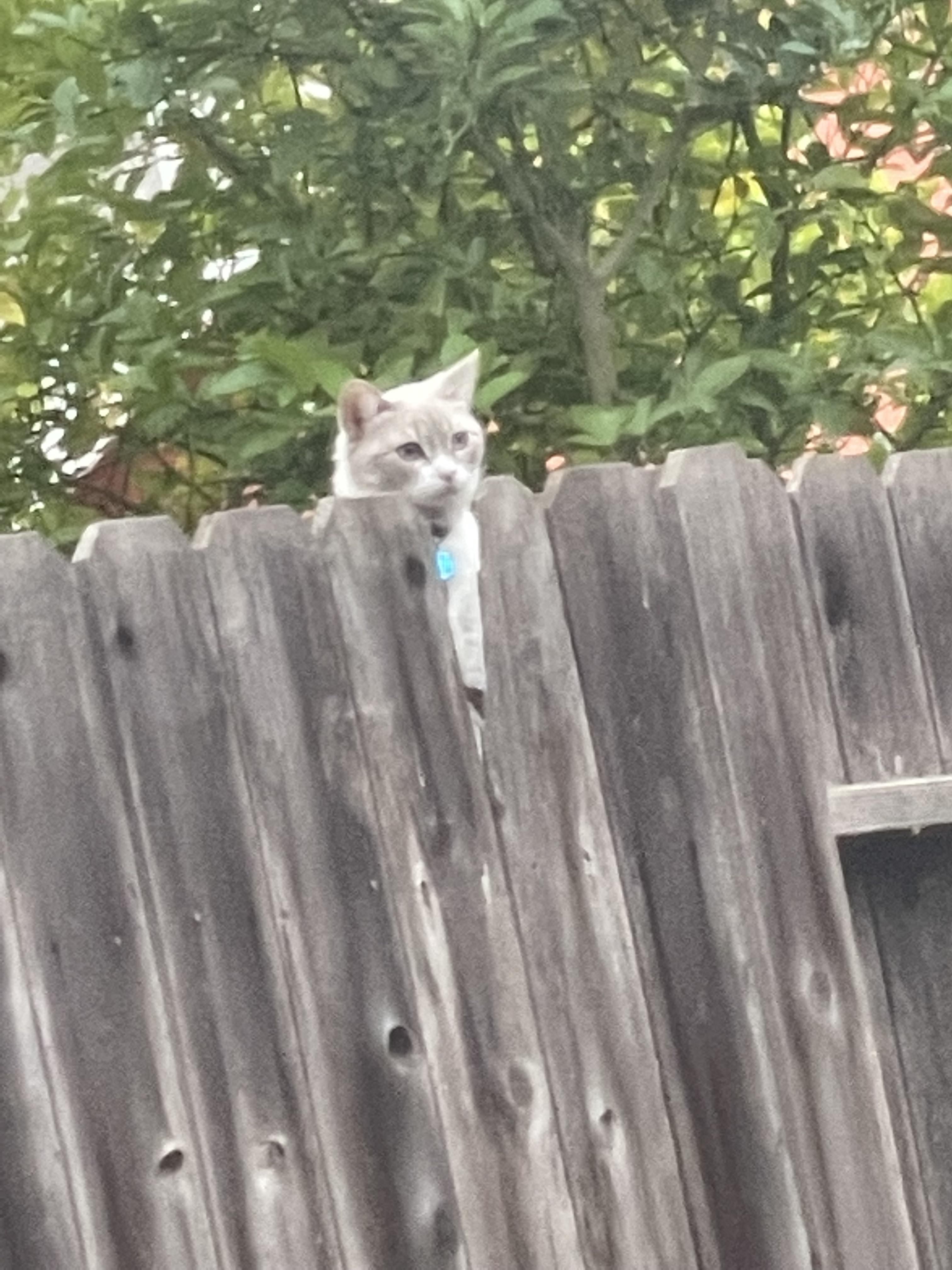 I’ve nicknamed my neighbors cat “Wilson”