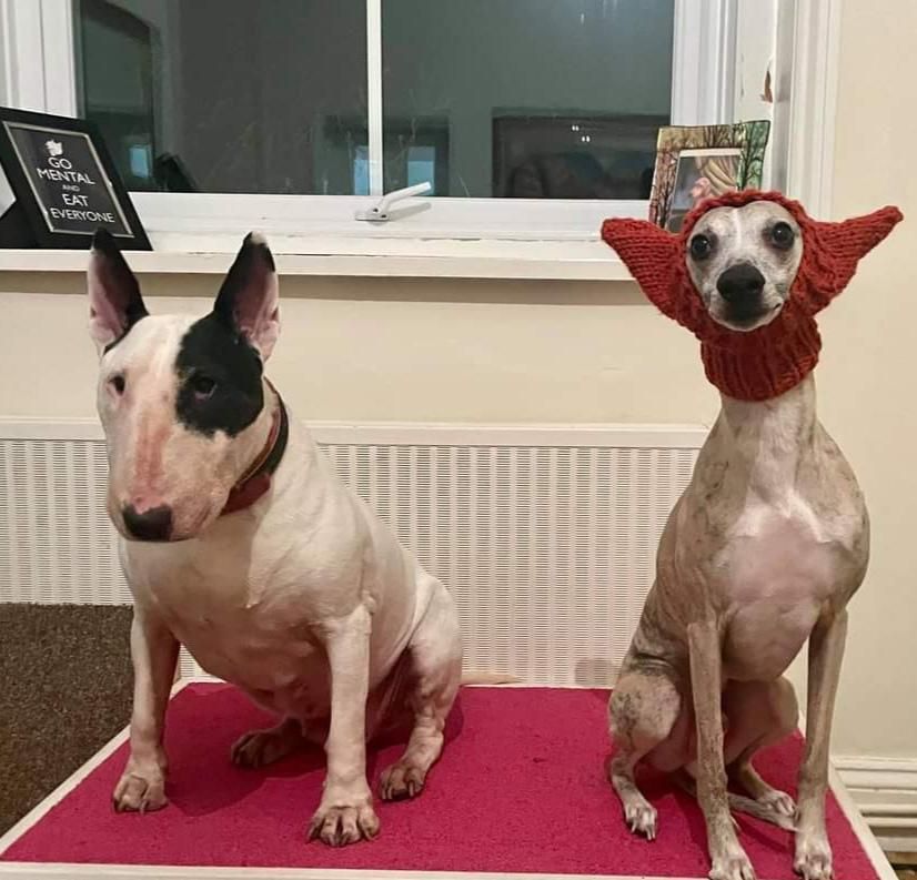 My wife knitted a hat for our bull terrier, but i think it works better on the whippet.