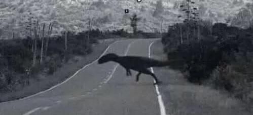 Chernobyl, 1989. A cat crosses the road.