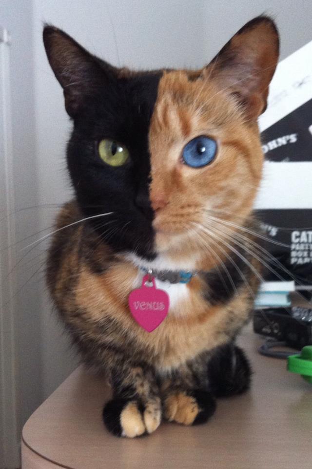 Meet Venus, the Chimera cat with two faces