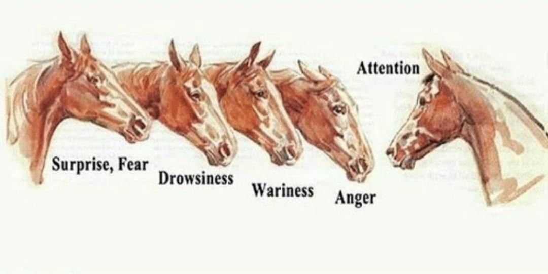 Me and the bois ready to get some hussy