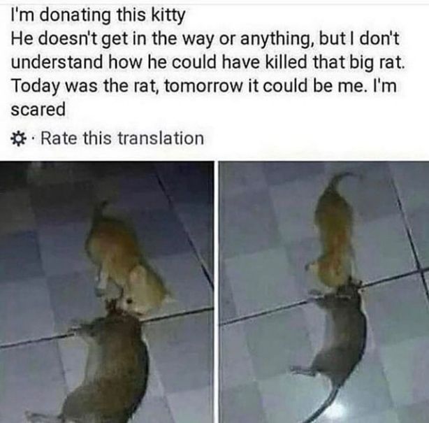 kot