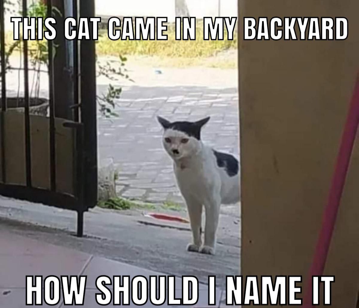 Kitler