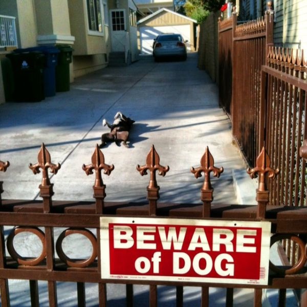 A real watchdog