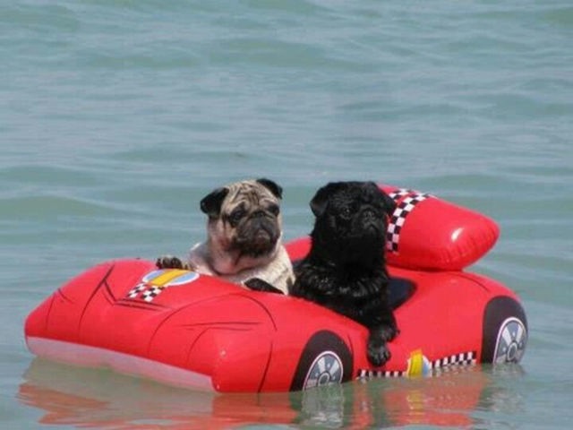 Look at my ferrari, b*tch!