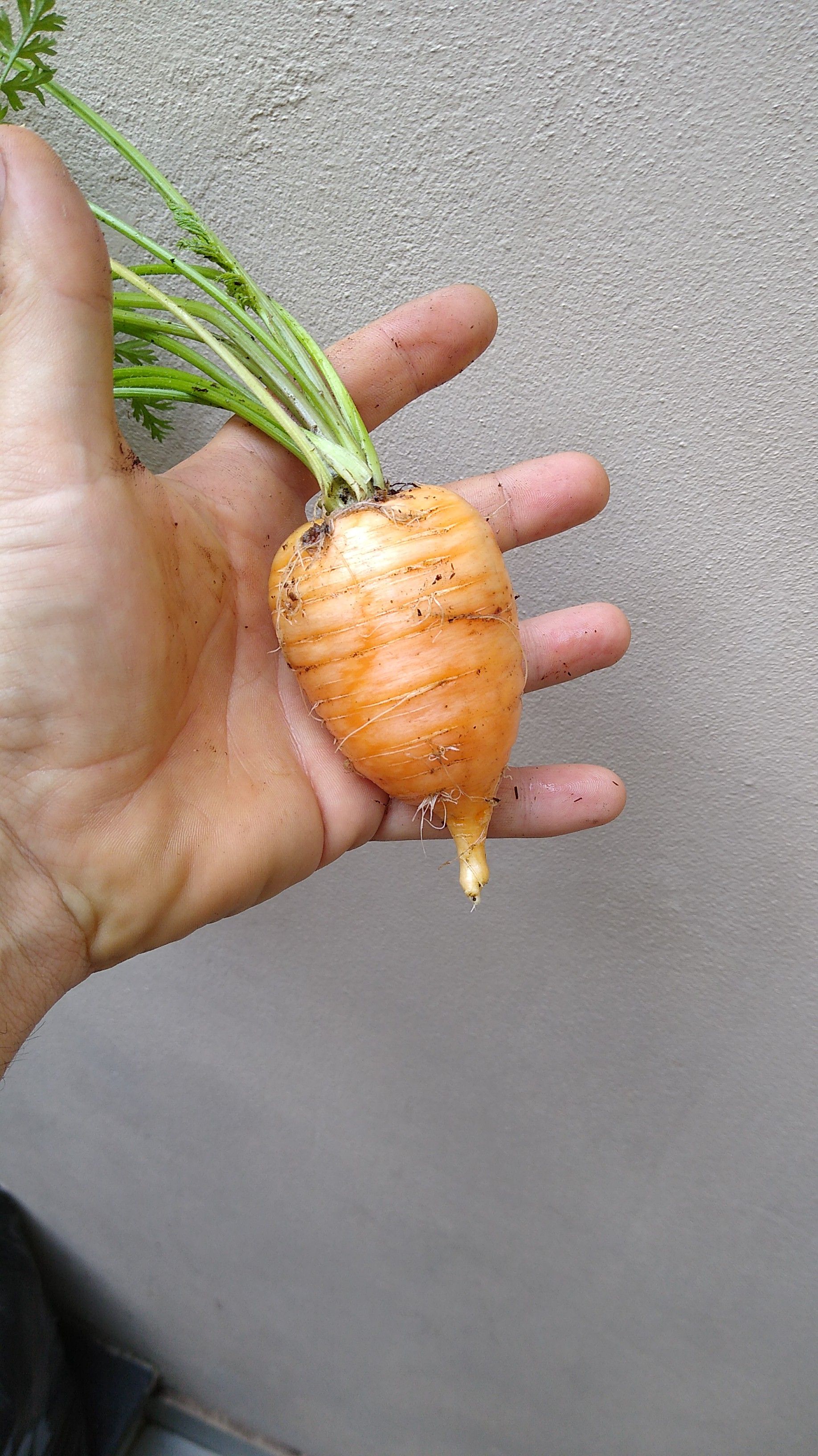 My carrot looks strong, brave and independent