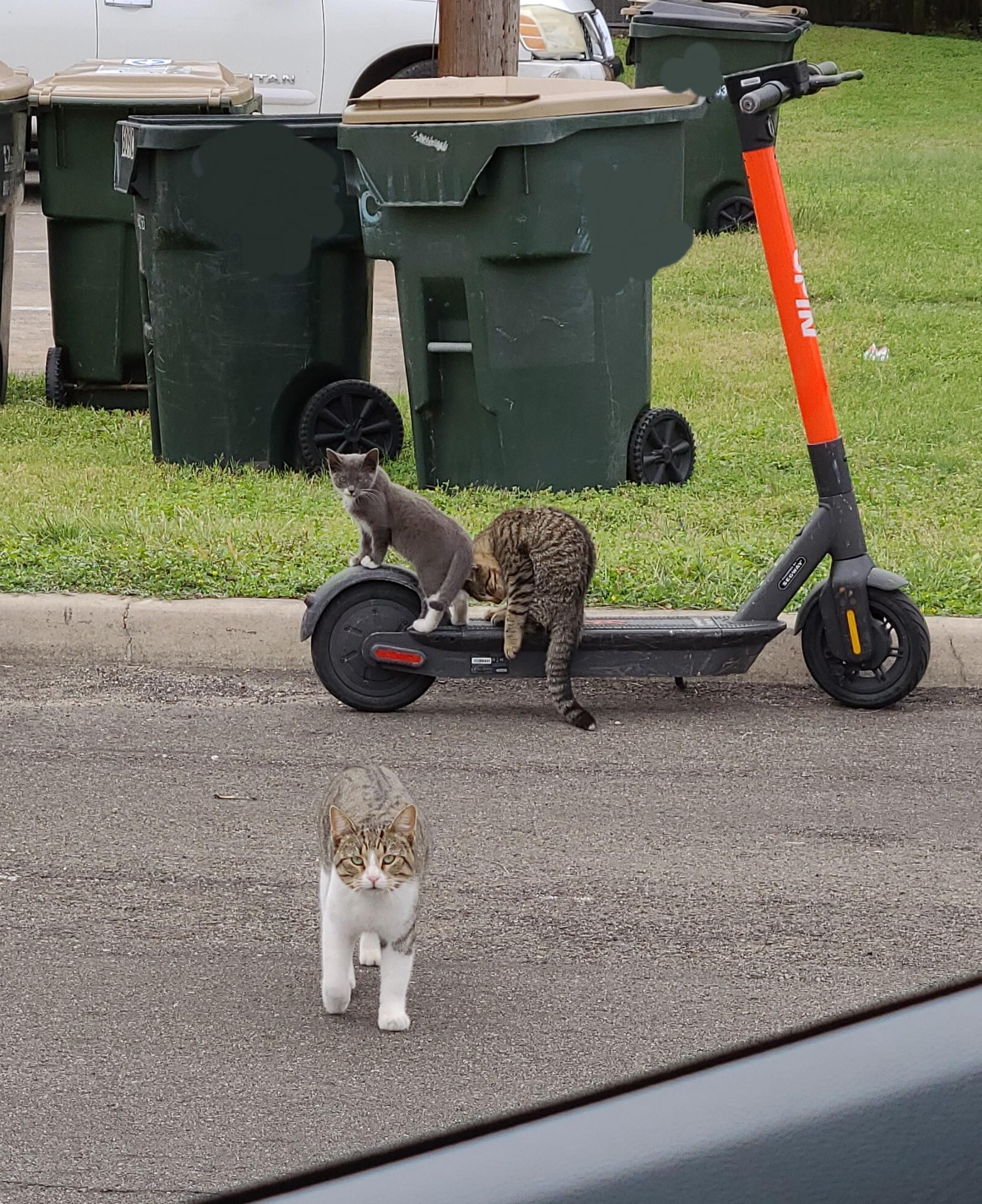 Since y'all helped me get the scooter from Cujo yesterday, maybe y'all can help me retrieve this one from a local gang of Khajiits. They keep asking if I have coin? Please send help.