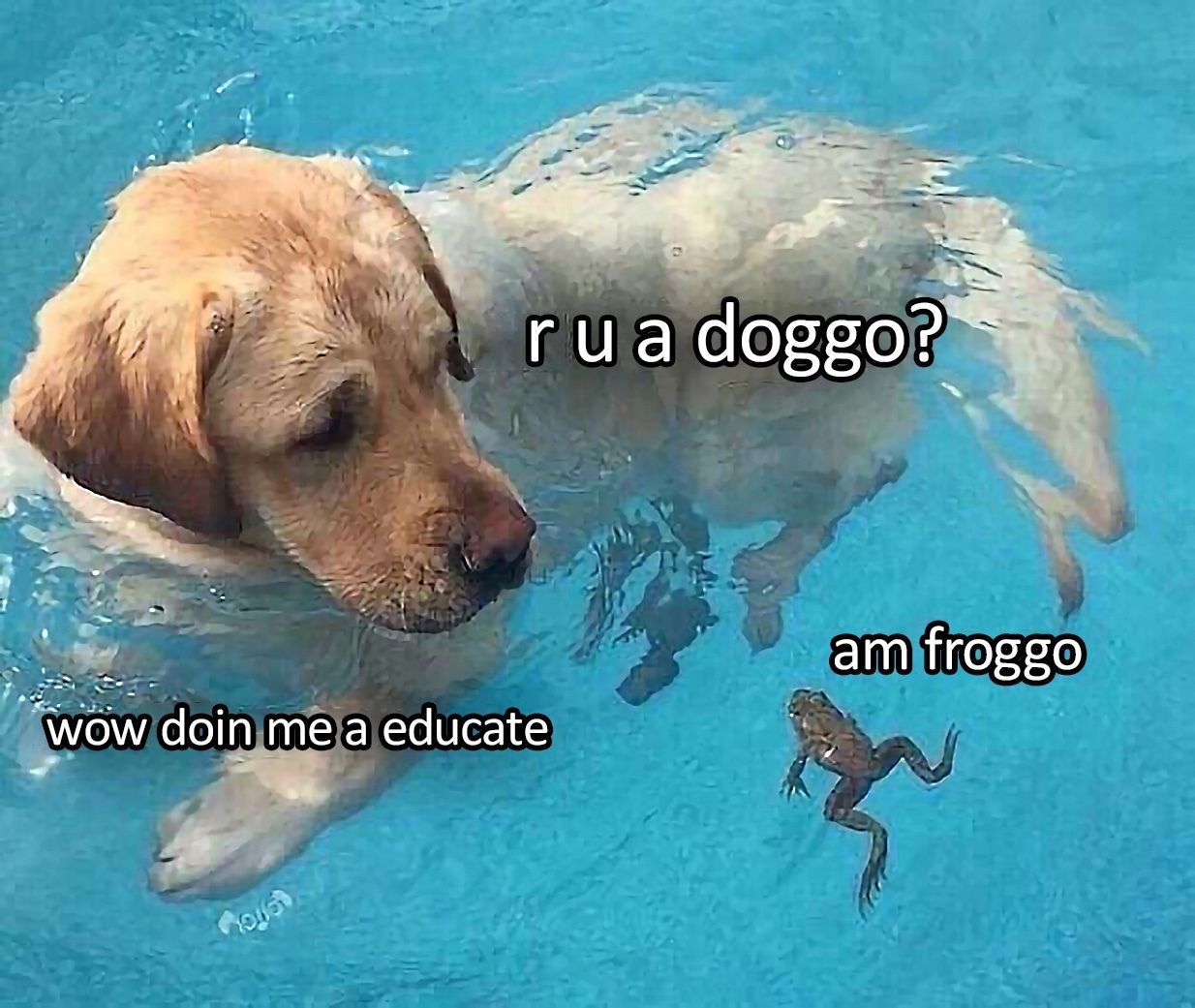 freg